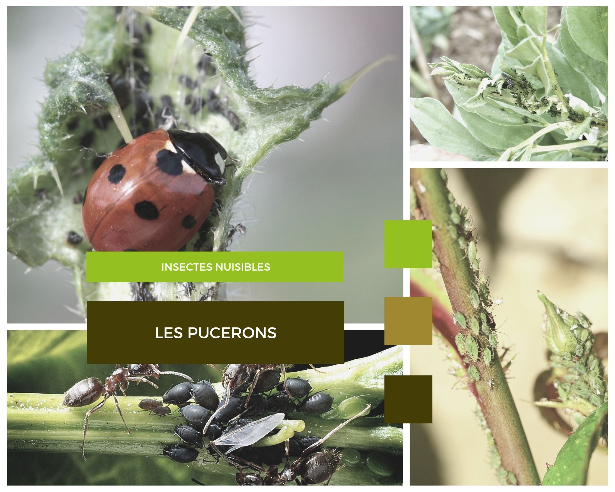 Les pucerons insectes nuisibles