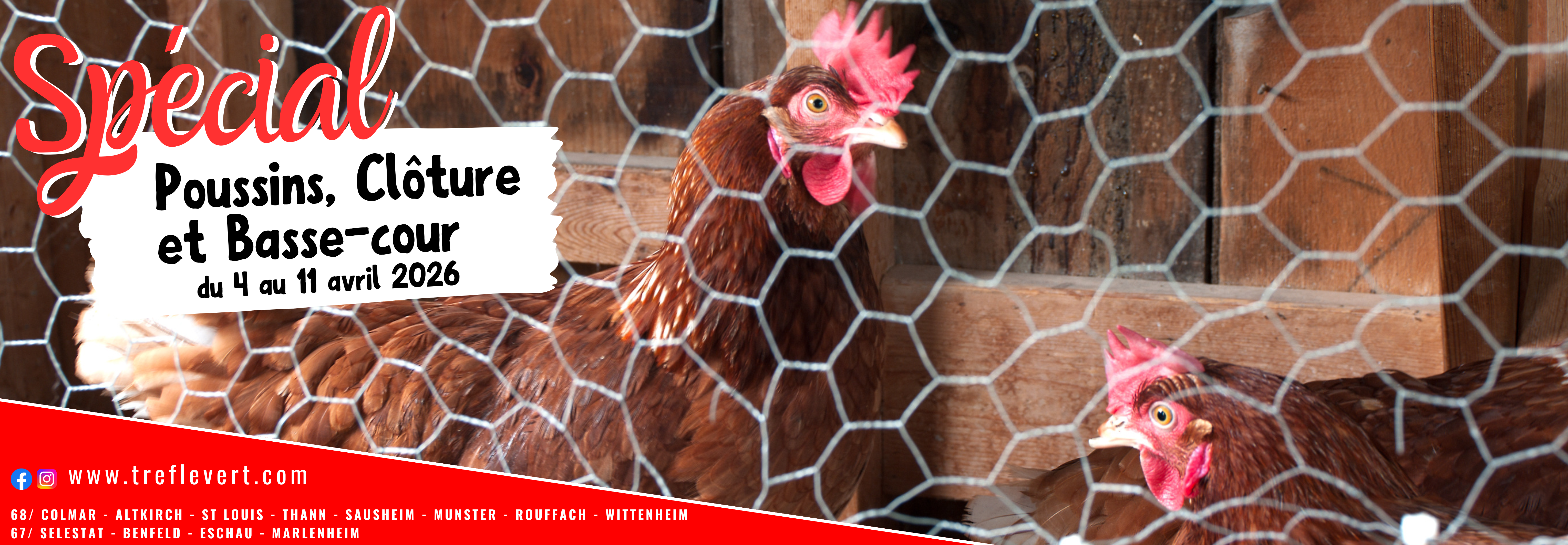 POUSSINS, CLOTURE ET BASSE-COUR